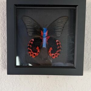 Framed Black and Red Butterfly Display